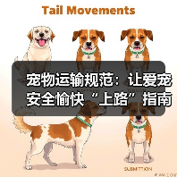 宠物运输规范：让爱宠安全愉快“上路”指南