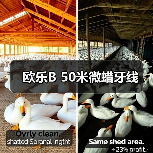 欧乐B 50米微蜡牙线
