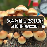 汽车驾驶证记分规则：一文搞懂你的驾照“生命线”
