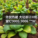 外贸热销 大功率LED防雾灯9005 9006 **W黄金光雾灯 汽车前雾灯 外贸热销 大功率LED防雾灯9005 9006 **W黄金光雾灯 汽车前雾灯