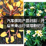 汽车保险产品创新：开启未来出行保障新纪元