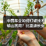 中国车企如何打破技术输出困局?比亚迪长安2026新动向 中国车企如何打破技术输出困局?比亚迪长安2026新动向