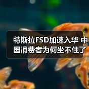 特斯拉FSD加速入华 中国消费者为何坐不住了 特斯拉FSD加速入华 中国消费者为何坐不住了